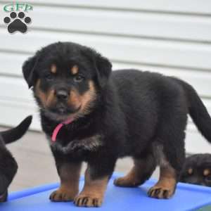 Adina, Rottweiler Mix Puppy